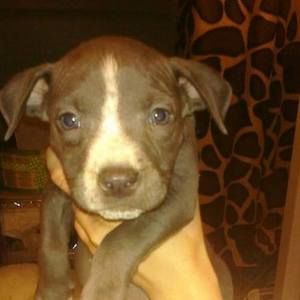 Meet your Posher, Trent